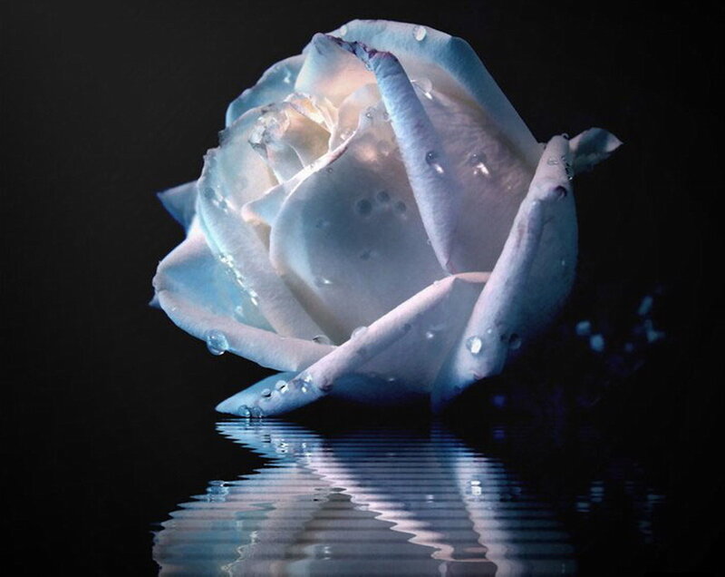 White Rose with Water Droplets — Dramatic, Night, Photograph, Reflection