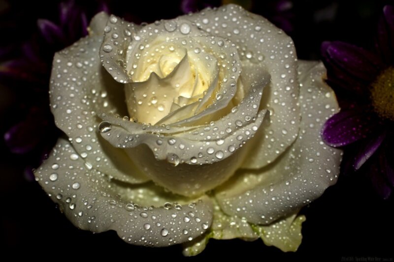 White Rose with Water Droplets — Dramatic, Night, Photograph
