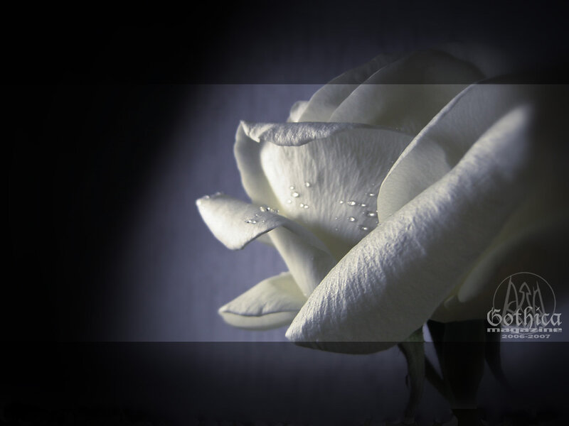 White Rose with Water Droplets — Dramatic, Night, Photograph, Water Droplets