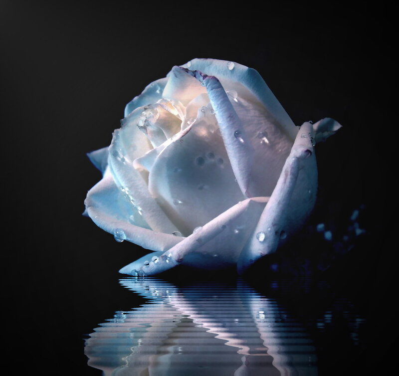 White Rose with Water Droplets — Dramatic, Night
