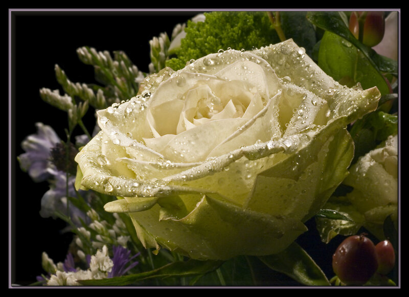 White Rose with Water Droplets — Dramatic, Photograph, Green Leaves