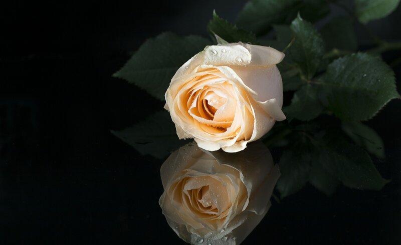 White Rose with Water Droplets — Dramatic, Photograph, Leaves
