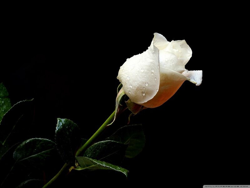 White Rose with Water Droplets — Dramatic, Photograph, Stem, Leaves