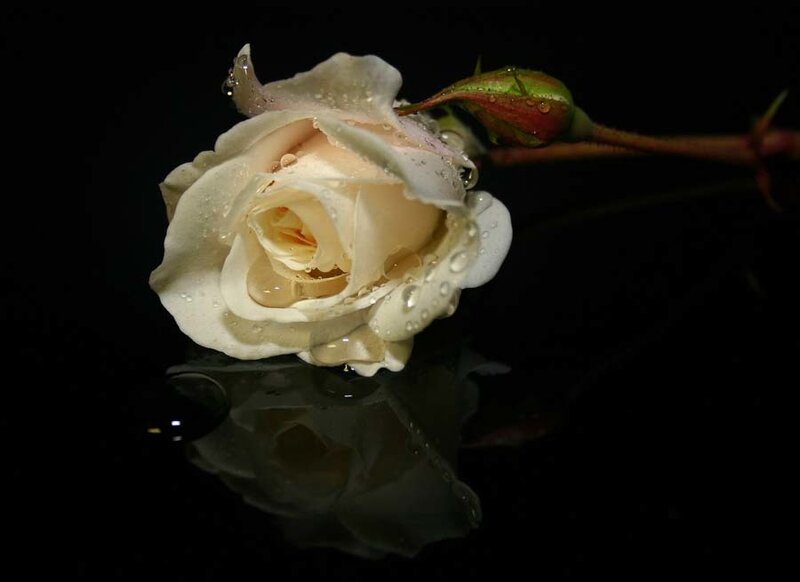 White Rose with Water Droplets — Dramatic, Photograph