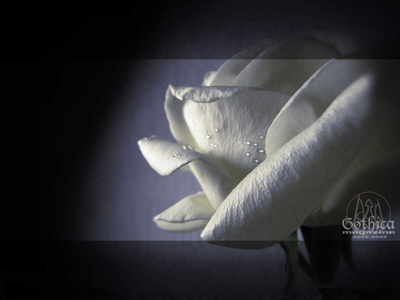White Rose with Water Droplets — Dramatic, Photograph, Water Droplets, Dark Background, Black
