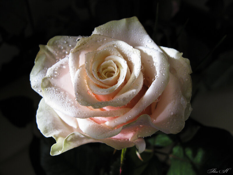 White Rose with Water Droplets — Dramatic, Photograph, Water Droplets, Dark Background, Green Leaves