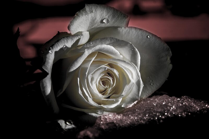 White Rose with Water Droplets — Dramatic, Photograph, Water Droplets, Dark Background