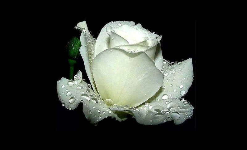 White Rose with Water Droplets — Dramatic, Photograph, Water Droplets, Green Bud