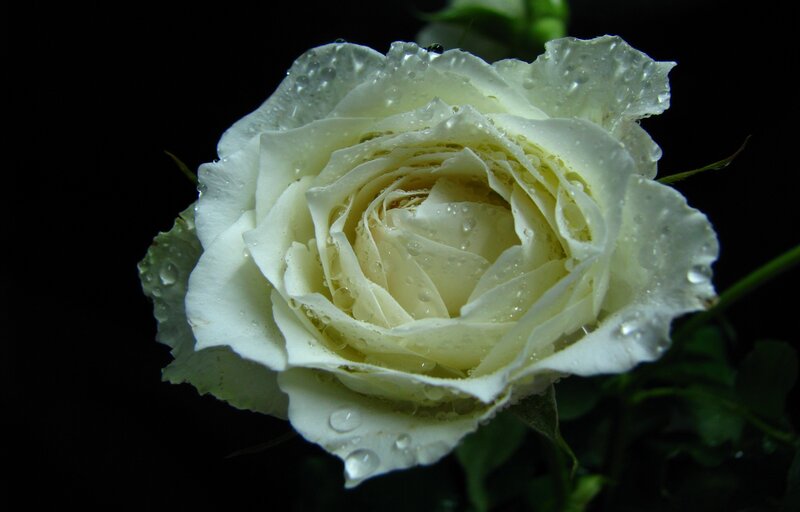 White Rose with Water Droplets — Dramatic, Photograph, Water Droplets, Green Leaves