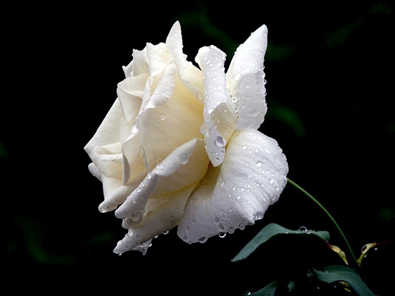 White Rose with Water Droplets — Dramatic, Photograph, Water Droplets, Stem