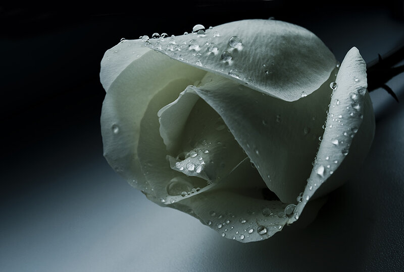 White Rose with Water Droplets — Dramatic, Photograph, Water Droplets