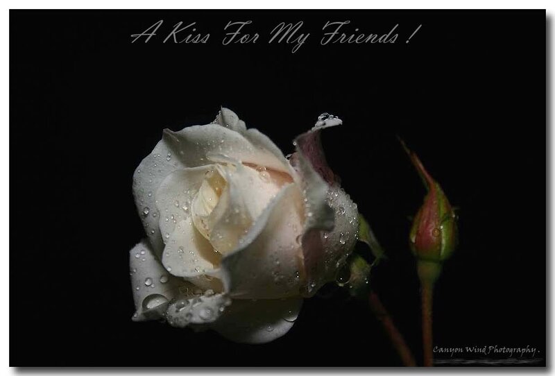 White Rose with Water Droplets — Dramatic