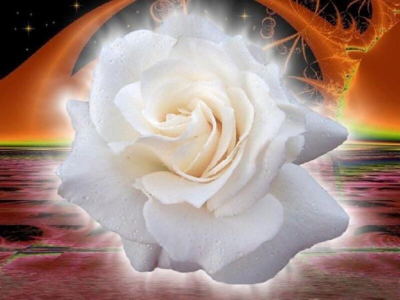 White Rose with Water Droplets — Ethereal