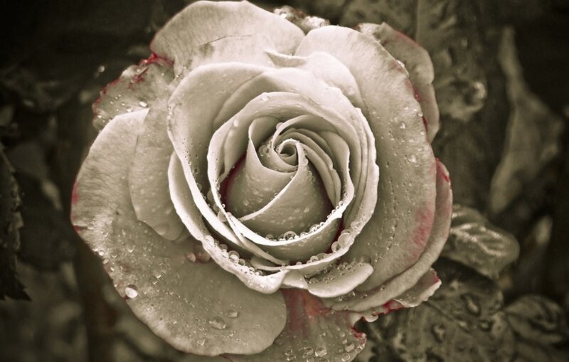 White Rose with Water Droplets — Gray, Serene