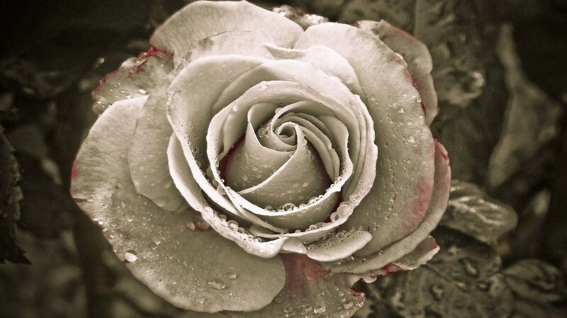 White Rose with Water Droplets — Gray