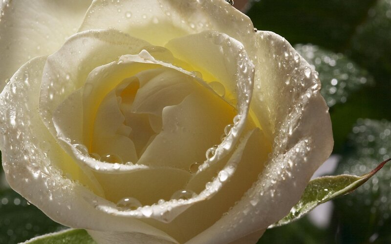 White Rose with Water Droplets — Green Leaves