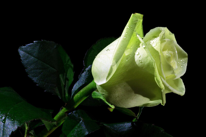 White Rose with Water Droplets — Green