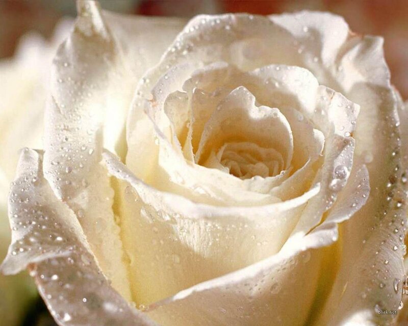 White Rose with Water Droplets — Photograph, Water Droplets