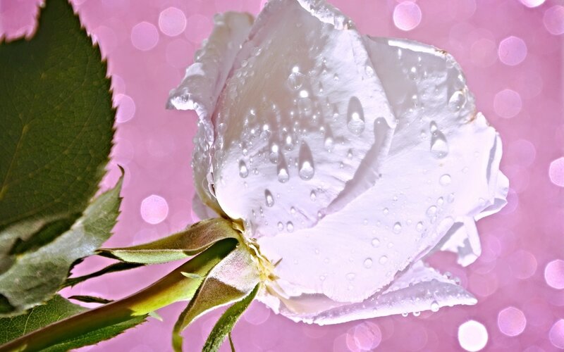 White Rose with Water Droplets — Pink, Serene