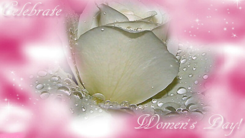 White Rose with Water Droplets — Pink