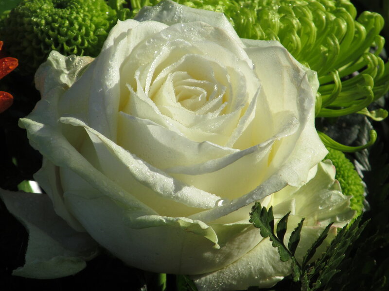 White Rose with Water Droplets — Serene, Afternoon