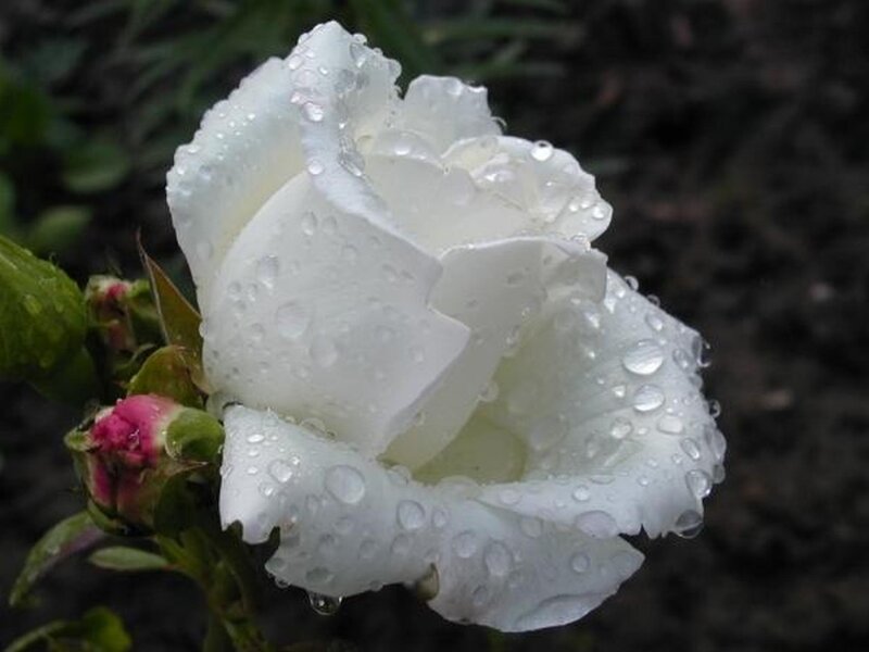 White Rose with Water Droplets — Serene, Morning, Photograph, Bud