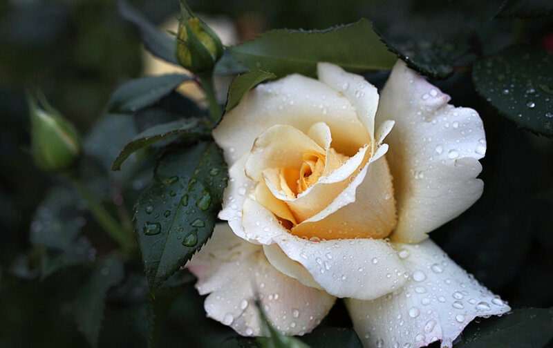 White Rose with Water Droplets — Serene, Morning, Photograph, Buds