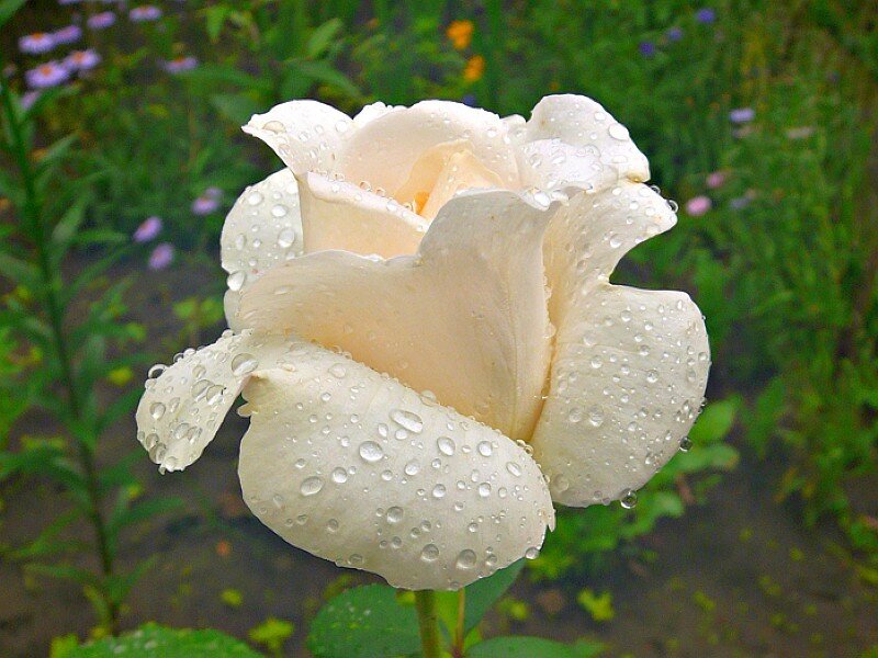 White Rose with Water Droplets — Serene, Morning, Photograph, Flower