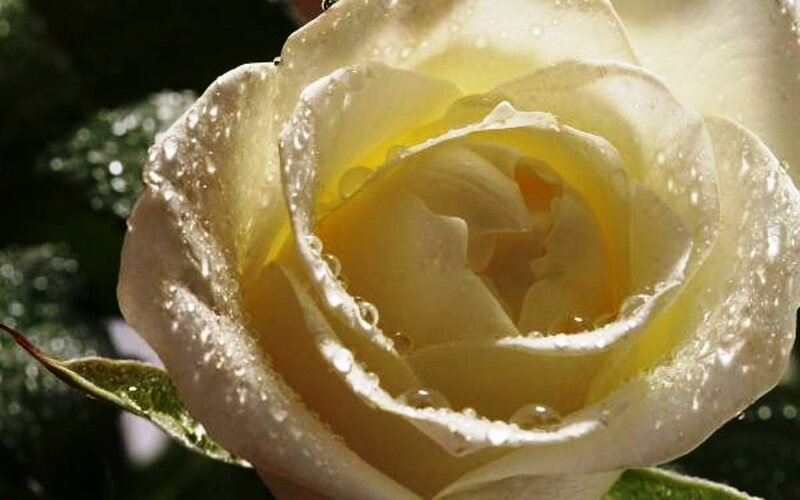 White Rose with Water Droplets — Serene, Morning