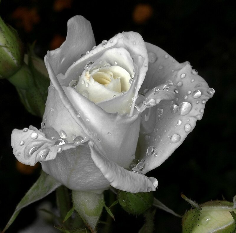 White Rose with Water Droplets — Serene, Night, Photograph, Buds
