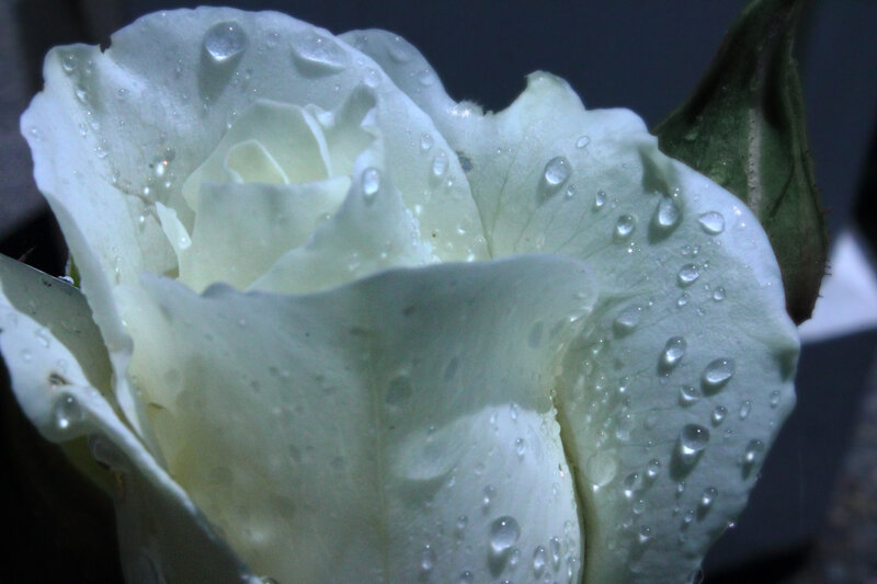 White Rose with Water Droplets — Serene, Night, Photograph, Water Droplets