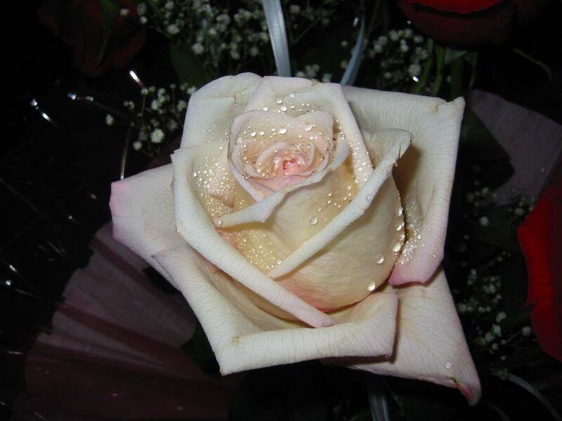 White Rose with Water Droplets — Serene, Night