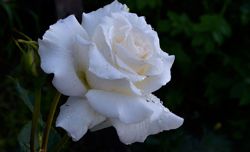 White Rose with Water Droplets — Serene, Photograph, Bud