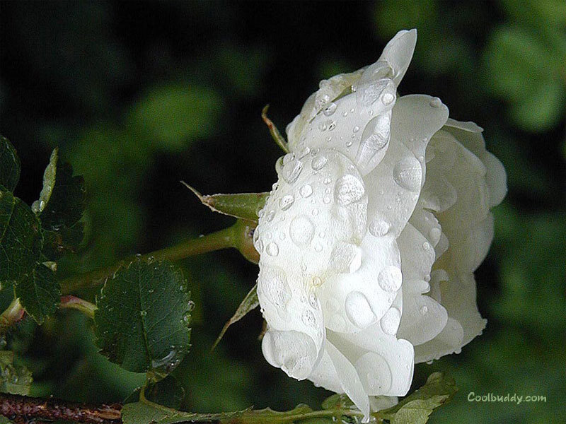 White Rose with Water Droplets — Serene, Photograph, Flower, Leaf