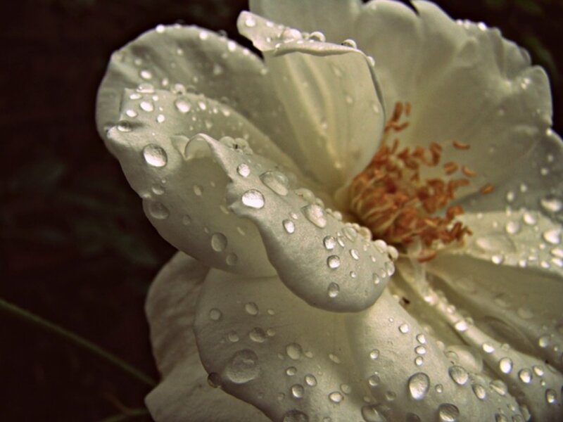 White Rose with Water Droplets — Serene, Photograph, Petals