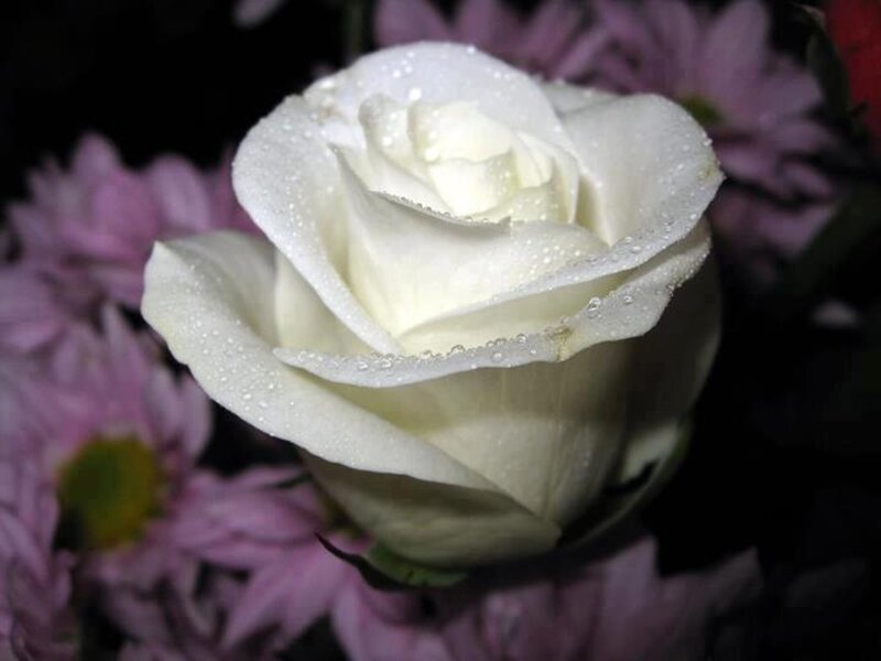 White Rose with Water Droplets — Serene, Photograph, Pink Flowers