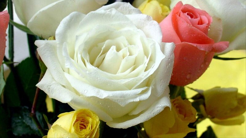 White Rose with Water Droplets — Serene, Photograph, Pink Rose