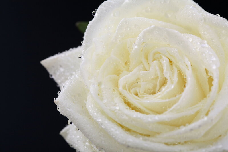 White Rose with Water Droplets — Serene, Photograph, Water Droplets, Black Background