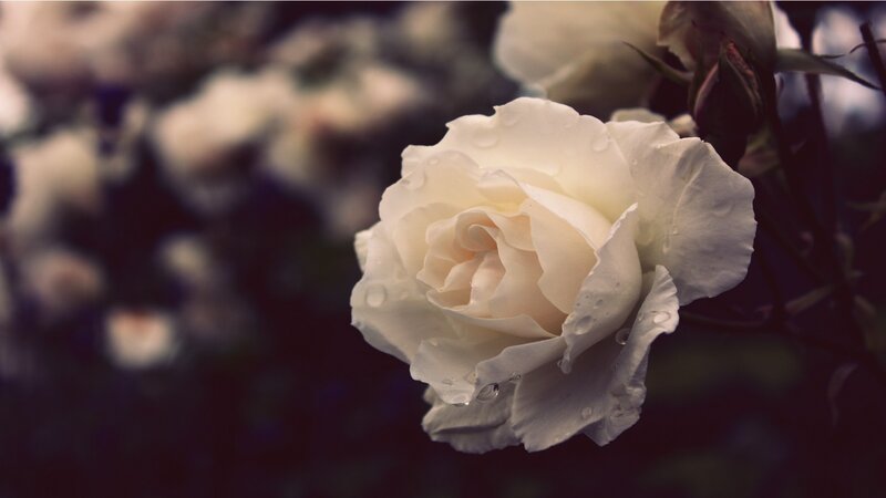 White Rose with Water Droplets — Serene, Photograph, Water Droplets, Bloom, Bud