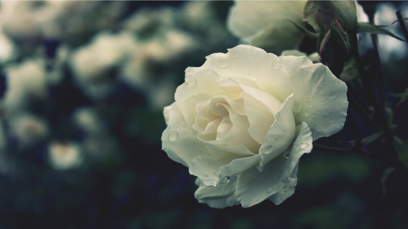 White Rose with Water Droplets — Serene, Photograph, Water Droplets, Bloom