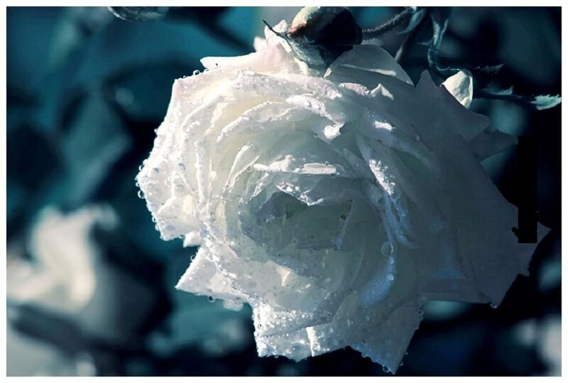White Rose with Water Droplets — Serene, Photograph, Water Droplets, Bud