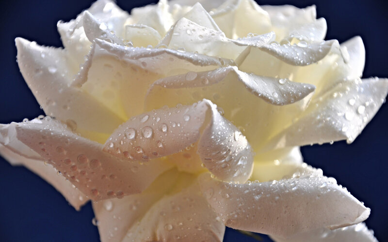 White Rose with Water Droplets — Serene, Photograph, Water Droplets, Dark Background
