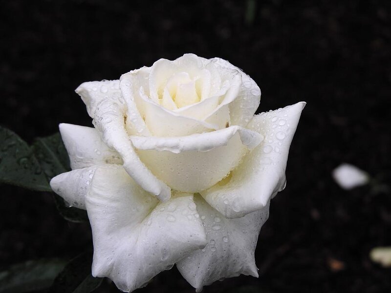 White Rose with Water Droplets — Serene, Photograph, Water Droplets, Green Leaf