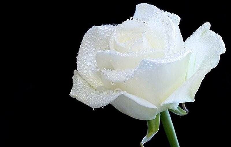 White Rose with Water Droplets — Serene, Photograph, Water Droplets, Green Stem