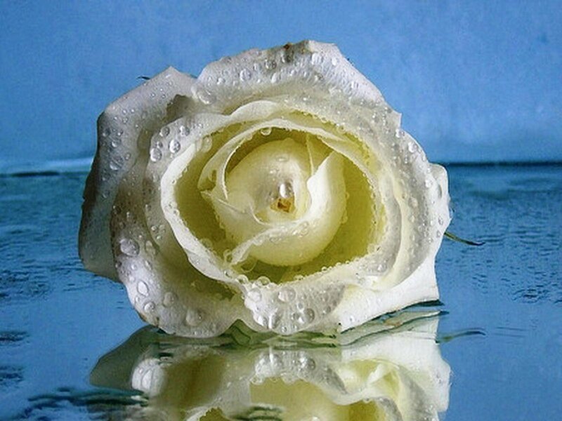 White Rose with Water Droplets — Serene, Photograph, Water Droplets, Reflection, Blue Background