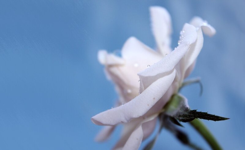 White Rose with Water Droplets — Serene, Photograph, Water Droplets, Stem, Blue Background