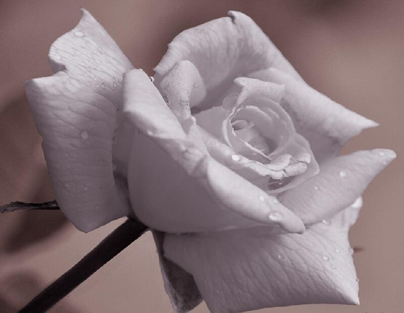 White Rose with Water Droplets — Serene, Photograph, Water Droplets, Stem