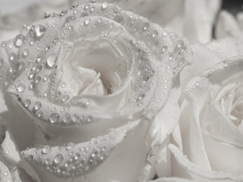 White Rose with Water Droplets — Serene, Photograph, Water Droplets