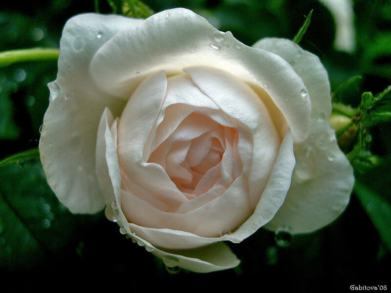 White Rose with Water Droplets — Serene