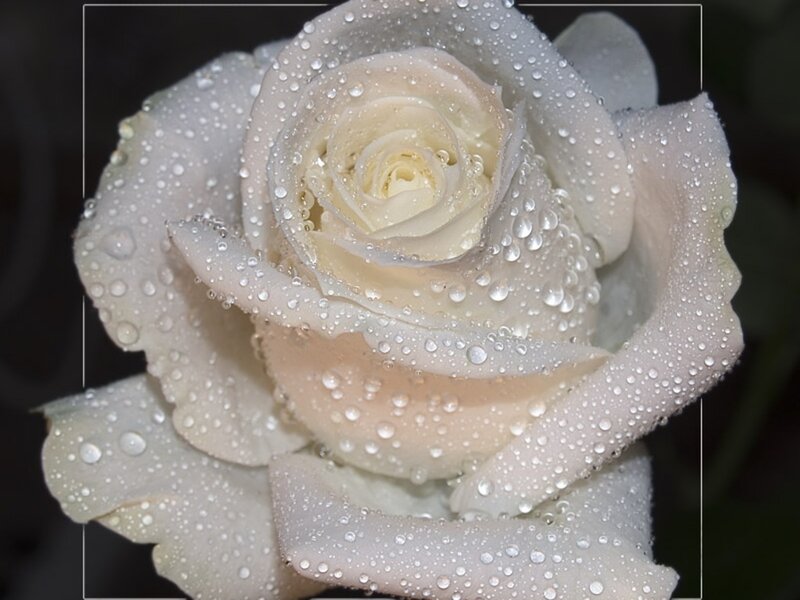White Rose with Water Droplets — Water Droplets, Petals